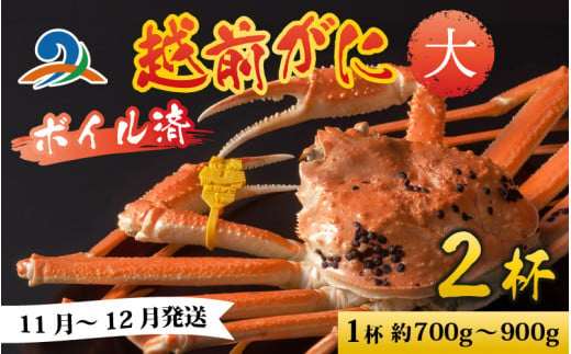 越前港より直送！ 越前がに 大 (約700g～900g) 2杯 718750 - 福井県南越前町