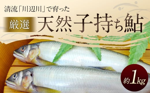 天然子持ち鮎 約1kg [2024年10月上旬発送開始] あゆ アユ 魚