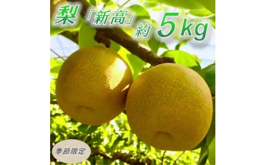 ＜数量限定＞館山齊藤果樹園の完熟梨「新高(にいたか)」6～9個【1534578】 1436656 - 千葉県館山市