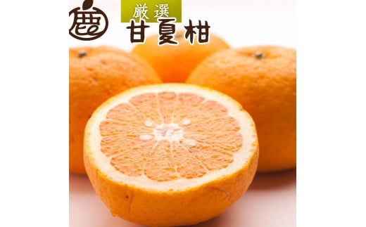 ［先行予約］厳選 甘夏柑7.5kg+250g（傷み補償分）［初夏のみかん・旬の果物］［有田産］［光センサー食べ頃出荷］