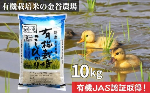 新潟県産JAS有機栽培米コシヒカリ 玄米10kg｜こしひかり コシヒカリ 米 お米 こめ おすすめ 人気 ふるさと納税 有機栽培 新潟 新潟県産 にいがた 上越 上越産 714720 - 新潟県上越市