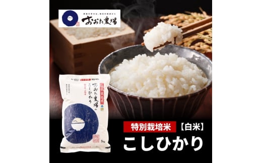 米【令和6年産】 新潟県上越産 特別栽培米 コシヒカリ 【白米】 5kg×1袋 お米 こめ 白米 こしひかり 713720 - 新潟県上越市