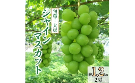 旬選!大房シャインマスカット　2房(約1.2kg)【1119038】 389385 - 山梨県山梨市