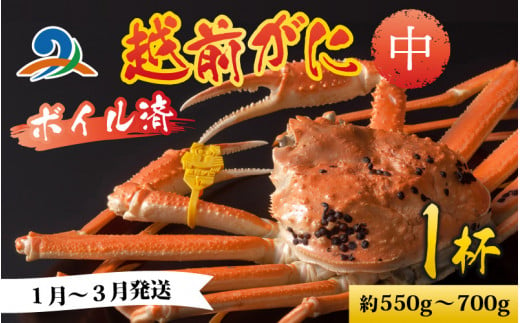 【先行予約】越前港より直送！ 越前がに 中 (約550g～700g) 1杯 【1月～3月発送予定】 718752 - 福井県南越前町