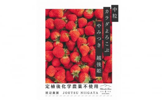 いちご 中粒 カラダよろこぶ やみつき 越後姫 約200g×2パック (18～22粒入り) イチゴ 苺 上越市 新潟 1158921 - 新潟県上越市