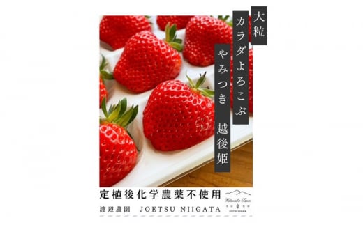 いちご 大粒 カラダよろこぶ やみつき 越後姫 約400g×1パック (9～15粒入り) イチゴ 苺 上越市 新潟 1158920 - 新潟県上越市