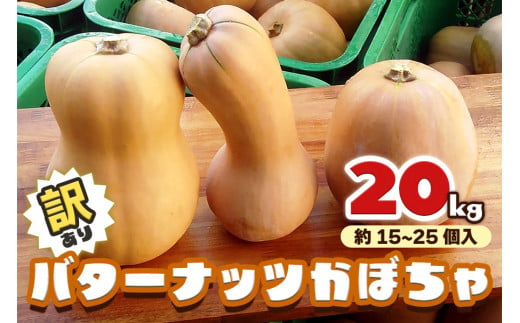 [訳あり] バターナッツかぼちゃ 20kg【数量限定／期間限定】｜南瓜 カボチャ 産地直送 農家直送 野菜 訳あり品 甘楽町産 群馬県産 吉田農場 訳アリ ワケあり [0216] 1450250 - 群馬県甘楽町