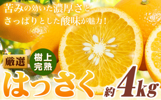 厳選 樹上完熟 はっさく 八朔 みかん 4kg+120g 傷み補償分 池田鹿蔵農園 @日高町[4月上旬-5月下旬頃出荷]和歌山県 日高町 送料無料 はっさくみかん ハッサク 厳選八朔みかん[配送不可地域あり]