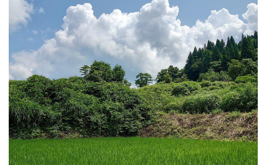 極少量米 ： 数量限定 令和5年産 新潟県上越市大島区産 棚田米コシヒカリ 2kg (2kg×1) 玄米 こしひかり - 新潟県上越市｜ふるさとチョイス  - ふるさと納税サイト