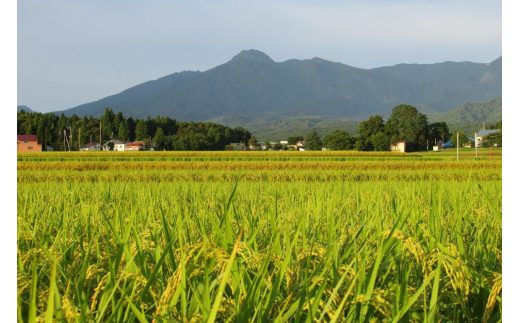 定期便 6回 隔月【2ヵ月毎定期便】標高200mで育てた棚田米 新潟県上越市中郷産 従来種 コシヒカリ 精米 5kg - 新潟県上越市｜ふるさとチョイス  - ふるさと納税サイト