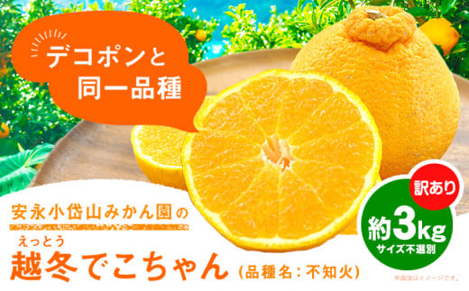 安永小岱山みかん園 訳あり 越冬でこちゃん (不知火) サイズ不選別 約3kg《2月中旬-3月下旬頃出荷》熊本県 荒尾市 デコポン と同品種 柑橘 フルーツ 果物 1437402 - 熊本県荒尾市