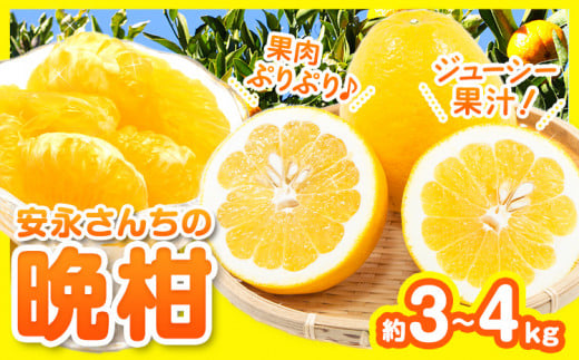 先行予約 ばんかん 河内晩柑 約 3 ～ 4kg 晩柑 みかん ばんかん フルーツ 柑橘 デザート 《4月上旬-5月上旬頃出荷》 安永小岱山みかん園 熊本県 荒尾市産 熊本県産 河内晩柑 希少 柑橘 ゼリー ジュース ケーキ フルーツポンチ 799894 - 熊本県荒尾市