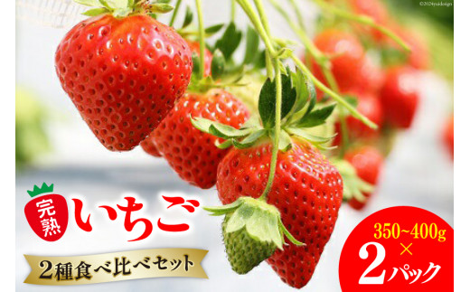 【期間限定発送】 果物 完熟いちご 食べ比べセット 350g～400g×2 [亀の子いちご園 宮崎県 日向市 452060852] フルーツ 苺 イチゴ 朝摘み 朝どれ 新鮮 やよいひめ よつぼし さがのほか 紅ほっぺ 国産 473631 - 宮崎県日向市