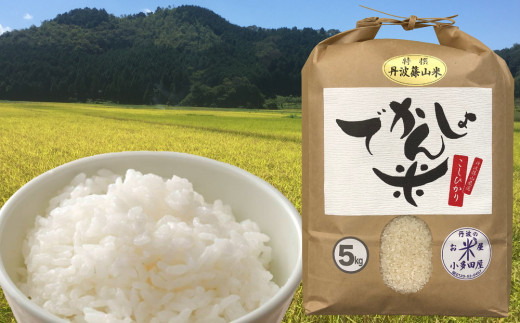 【令和6年産 新米】 抜群の味と香り　丹波篠山産コシヒカリ5kg×１山椒醤油漬セット 754443 - 兵庫県丹波篠山市