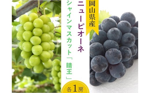 詰合せ ニューピオーネ1房(480g以上)・シャインマスカット「晴王」1房(480g以上) 化粧箱入り 1380187 - 岡山県井原市