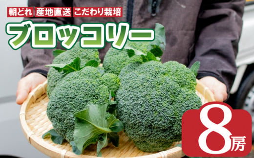 《 先行予約 》 ブロッコリー 8本 2kg 以上 野菜 朝採れ 産地直送 鮮度抜群 サラダ 徳島県 阿波市  1322491 - 徳島県阿波市