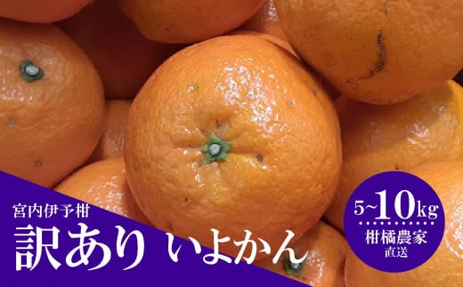 [先行予約][訳あり] 数量限定 伊予柑 5kg または 10kg みかん 不揃い いよかん 家庭用 柑橘 愛媛 松山 北条 果物 フルーツ 産地直送 みかん 農家直送