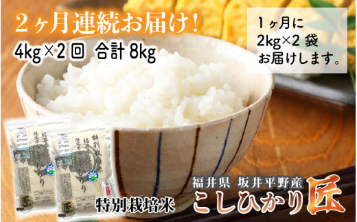 【令和6年産・新米】【2ヶ月連続お届け】農薬・化学肥料不使用 コシヒカリ匠4kg × 2回 計8kg（玄米） [B-2913_02] 344075 - 福井県坂井市