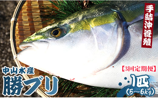 ブリ 鰤 1本 3回 定期便 海鮮 5kg～6kg 【先行申込】 ぶりしゃぶ ぶり刺身 - 期間限定 魚 ぶり 鰤 寒ブリ 海鮮 鮮魚 魚介類 海の幸 ギフト お刺身 煮物 焼き魚 おかず 手結沖養殖 産地直送 のし対応可 高知県 香南市 Wny-0007