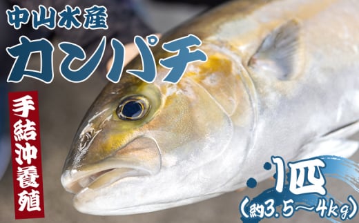 カンパチ 鮮魚 １匹 3.5kg～4kg 【先行申込】 かんぱち 刺し身 かま 手結沖養殖 - 期間限定 魚 かんぱち 海鮮 鮮魚 魚介類 海の幸 ギフト お刺身 煮物 焼き魚 おかず 産地直送 高知県 香南市 ny-0005