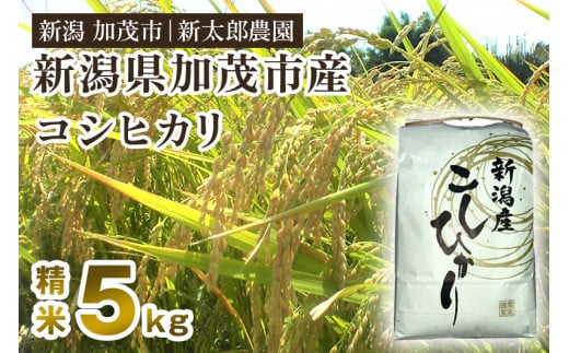 【令和6年産新米先行予約】新潟産コシヒカリ 精米 5kg（5kg×1袋）コシヒカリ 新潟産 米  お米 白米 有機肥料で育ったこだわり米 加茂市 新太郎農園 1341825 - 新潟県加茂市