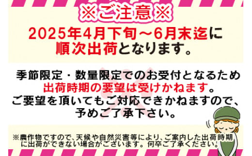 宮崎県国富町のふるさと納税 予約受付！数量限定【2025年発送】＜宮崎県産 太陽のタマゴ A等級 2Lサイズ×3玉（合計約1kg）＞【果物 くだもの フルーツ 太陽のタマゴ 太陽のたまご 完熟マンゴー ジューシー 果汁 かんじゅく 期間限定 先行予約 ギフト 贈答用 贈答品 贈り物  】2025年4月下旬～6月下旬迄に順次出荷