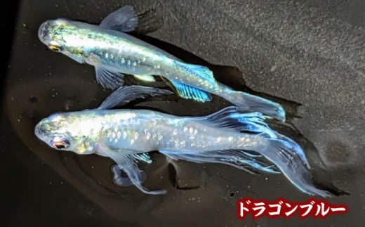 愛知県愛西市のふるさと納税 メダカスターターキット アクアリュウムタワー ブラック  スターターキット 水槽 セット 愛西市/株式会社プロスパージャパン [AEAK005]