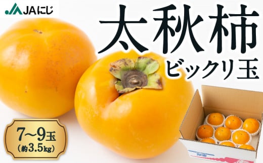 JAにじ 太秋柿ビックリ玉 7から9玉 (約3.5kg) 2024年10月7日から10月31日 出荷予定 1476490 - 福岡県うきは市