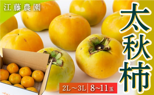 江藤農園 太秋柿 (2Lから3L) 8玉から11玉 2024年10月1日から10月18日出荷予定 1476500 - 福岡県うきは市