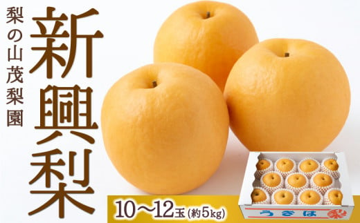 梨の山茂梨園 新興梨 10玉から12玉 (約5kg) 2024年10月下旬から11月上旬 出荷予定