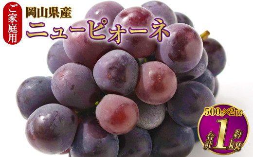 ご家庭用 岡山県産 ニューピオーネ 約1kg（500g×2房） 【2025年8月下旬～9月下旬迄発送予定】 果物 くだもの フルーツ ぶどう ブドウ 葡萄