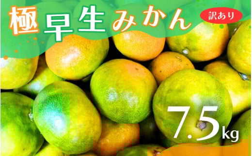 【2025年秋頃発送予約分】【訳あり】こだわりの極早生みかん 約7.5kg ※2025年10月上旬より順次発送予定（お届け日指定不可） 有機質肥料100% サイズ混合  有田産【nuk166A】 2208053 - 和歌山県新宮市