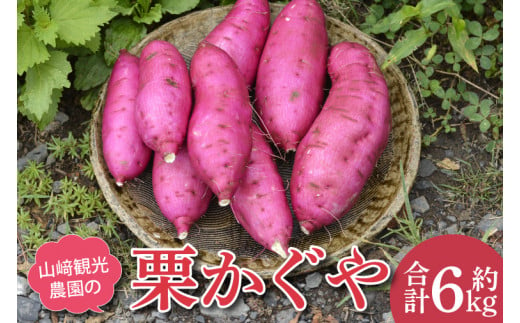 山﨑観光農園の栗かぐや　約6kg(AU016)