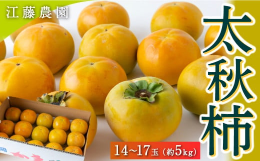 江藤農園 太秋柿 14玉から17玉 (約5kg) 2024年10月1日から10月18日出荷予定 1476501 - 福岡県うきは市