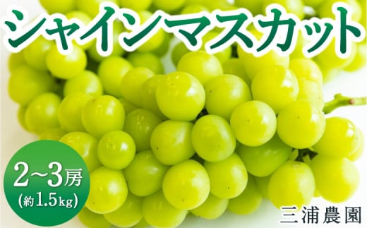 三浦農園 シャインマスカット 2房から3房 (約1.5kg) 2024年8月28日から10月14日 出荷予定 1476475 - 福岡県うきは市