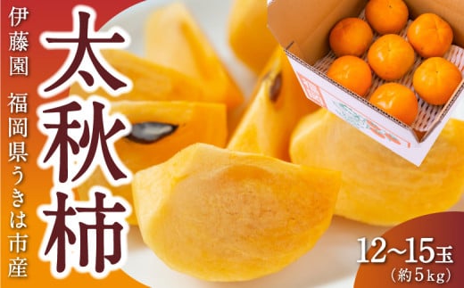 伊藤園 太秋柿 12玉から15玉 (約5kg) 2024年10月10日から10月20日 出荷予定 1476491 - 福岡県うきは市