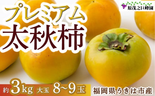 原茂之巨峰園 プレミアム太秋柿 大玉 8玉から9玉 (約3kg) 2024年10月8日から10月25日出荷予定 1476502 - 福岡県うきは市