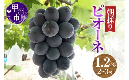 【農家直送】ピオーネ 1.2kg（2～3房入）【2024年発送】（ABE）B12-901 1449503 - 山梨県甲州市