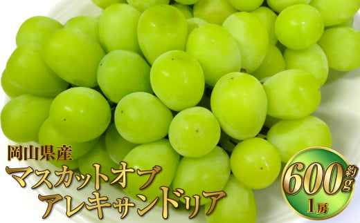 岡山県産 マスカットオブアレキサンドリア 約600g（600g×1房） 【2025年8月下旬～9月下旬迄発送予定】 果物 くだもの フルーツ ぶどう ブドウ 葡萄 マスカット