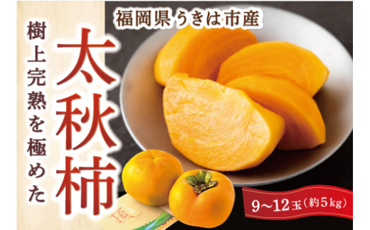 西見柿農園 太秋柿 9玉から12玉 (約5kg) 2024年10月15日から11月10日 出荷予定 1476499 - 福岡県うきは市