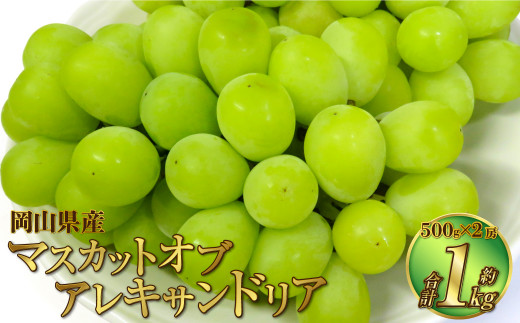 岡山県産 マスカットオブアレキサンドリア 約1kg（500g×2房） 【2025年8月下旬～9月下旬迄発送予定】 果物 くだもの フルーツ ぶどう ブドウ 葡萄 マスカット