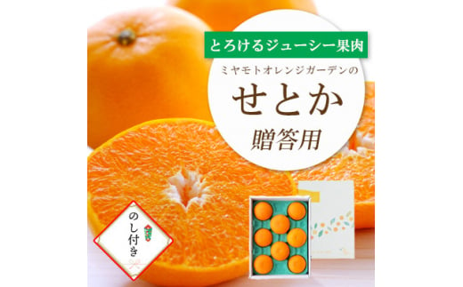 ＜2025年2月以降発送＞とろける濃厚柑橘 せとか のし付き ギフトボックス入り＜D25-168＞【1536588】