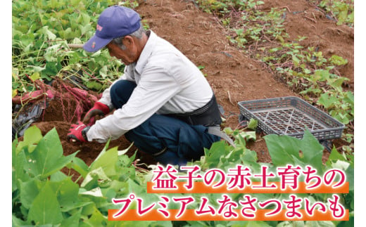 栃木県益子町のふるさと納税 山﨑観光農園の栗かぐや　約6kg(AU016)