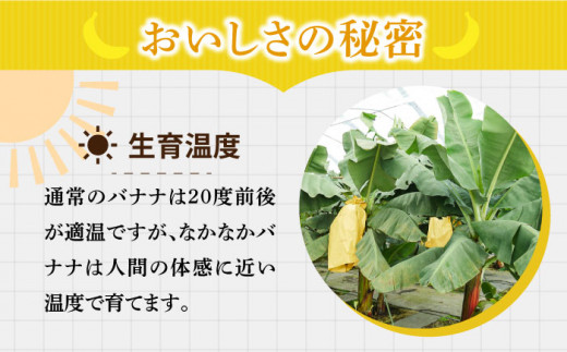 フルーツ 甘い プレゼント 贈り物 バナナ ばなな 果物 フルーツ 