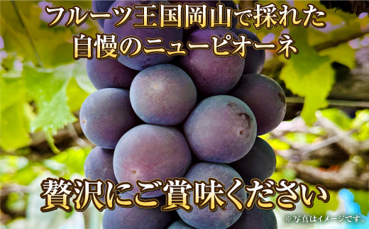 岡山県産 ニューピオーネ 約1.2kg（600g×2房） 【2024年8月下旬～9月下旬迄発送予定】 果物 くだもの フルーツ ぶどう ブドウ 葡萄  - 岡山県奈義町｜ふるさとチョイス - ふるさと納税サイト