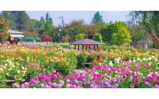 山形県川西町のふるさと納税 山形県川西町産・大豆10種類セット＜穀物/大豆＞各300g入【1285613】