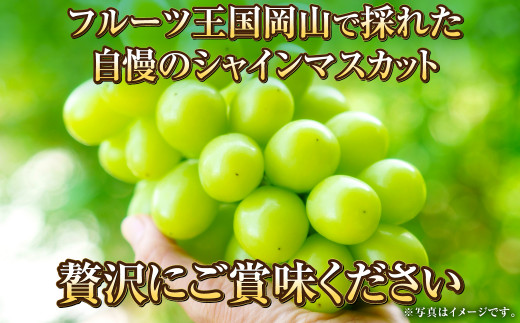 岡山県産 シャインマスカット 晴王 約5kg（5房～10房） 【2024年8月下旬～11月下旬迄発送予定】 果物 くだもの フルーツ ぶどう ブドウ  葡萄 マスカット - 岡山県奈義町｜ふるさとチョイス - ふるさと納税サイト