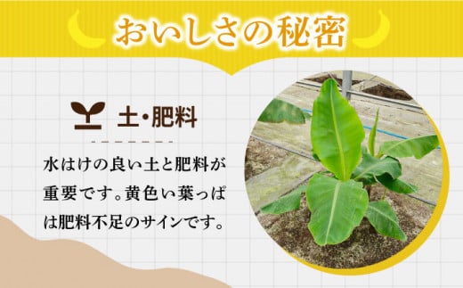 フルーツ 甘い プレゼント 贈り物 バナナ ばなな 果物 フルーツ 