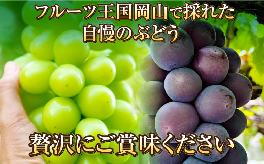 岡山県産 シャインマスカット「晴王」とニューピオーネ 3Lサイズ 計約1.2kg 【2024年8月下旬～9月下旬迄発送予定】 くだもの フルーツ  詰め合わせ ぶどう - 岡山県奈義町｜ふるさとチョイス - ふるさと納税サイト