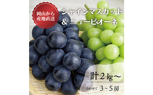 岡山県産シャインマスカット＆ニューピオーネ【人気ぶどうセット】3-5房入／計2.0kg 巨峰 マスカット ぶどう ブドウ 葡萄 デザート フルーツ 果物 くだもの 果実 食品 TY0-0772 1449453 - 岡山県津山市